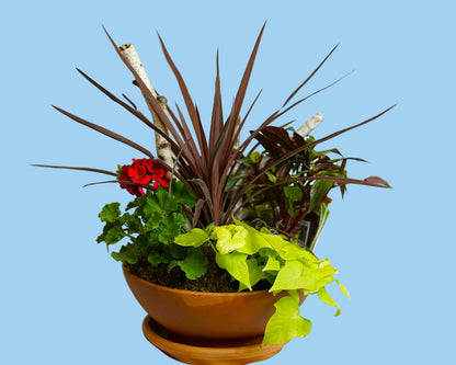 Potted plant with red and green leaves on a white background
